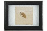 Detailed Fossil Feather - Green River Formation, Wyoming #356994-2